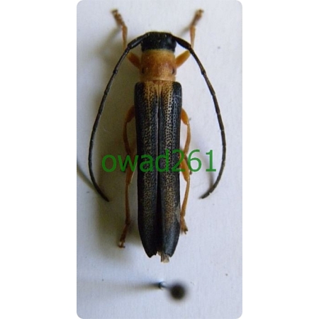 Oberea pupillata Gyllenhal, 1817 Dłużynka wiciokrzewowa